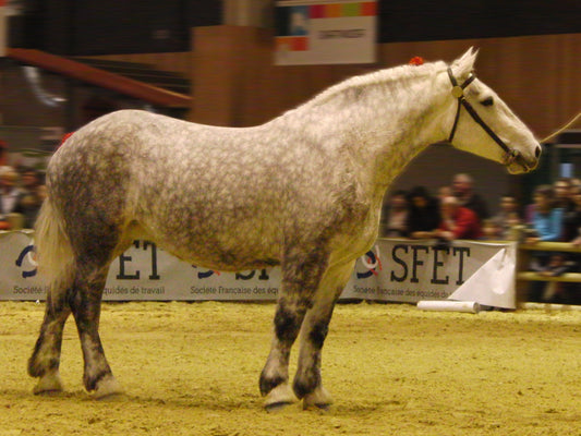 Percheron Horse Breed France Glossy Poster Picture Photo Print Banner  Booma Prints
