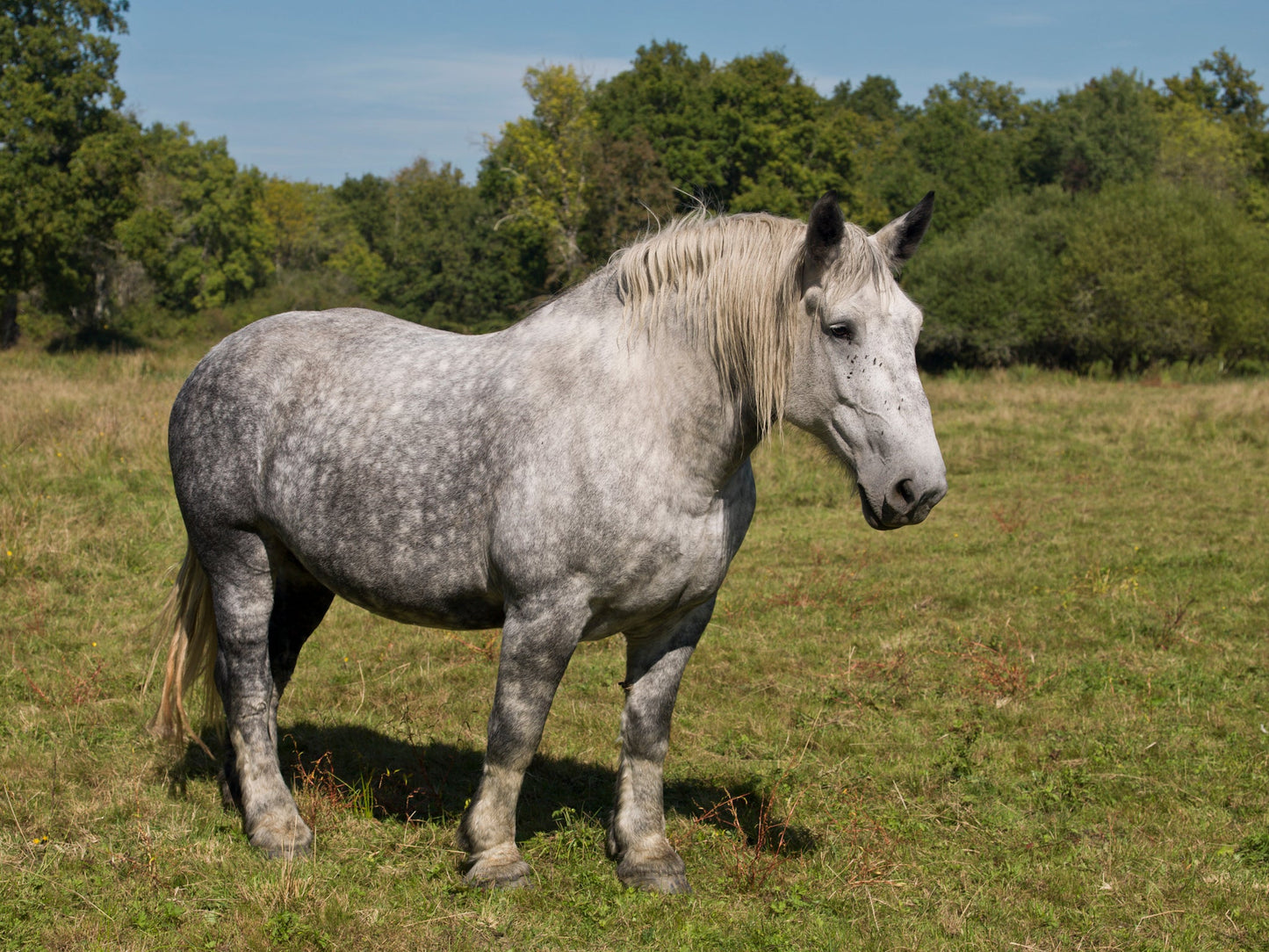 Percheron Horse Breed French Glossy Poster Picture Photo Print Banner  Booma Prints