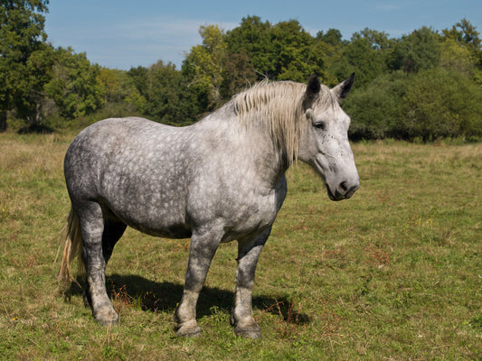 Percheron Horse Breed French Glossy Poster Picture Photo Print Banner  Booma Prints