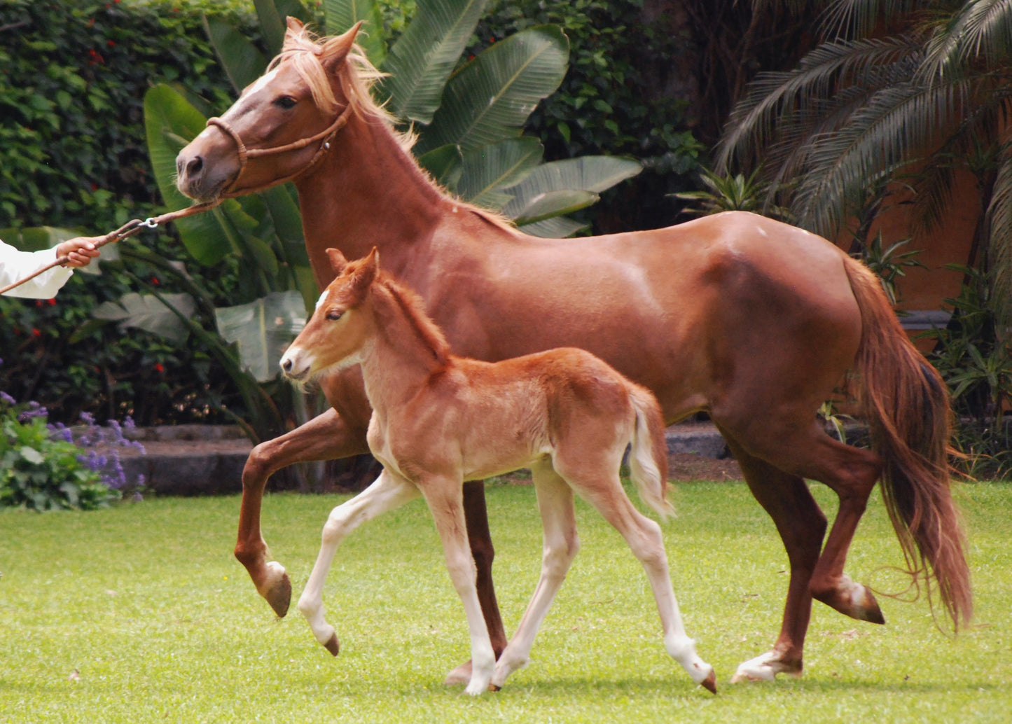 Peruvian Paso Horse Breed Glossy Poster Picture Photo Print Banner  Booma Prints