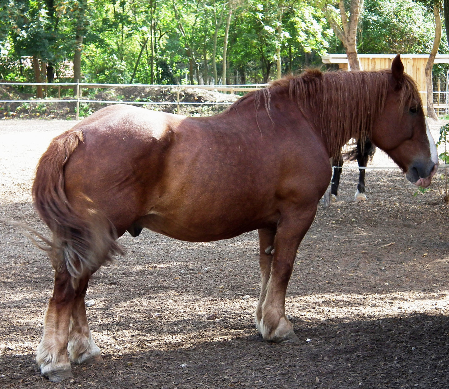 Pfalz-Ardenner Horse Breed Glossy Poster Picture Photo Print Banner  Booma Prints
