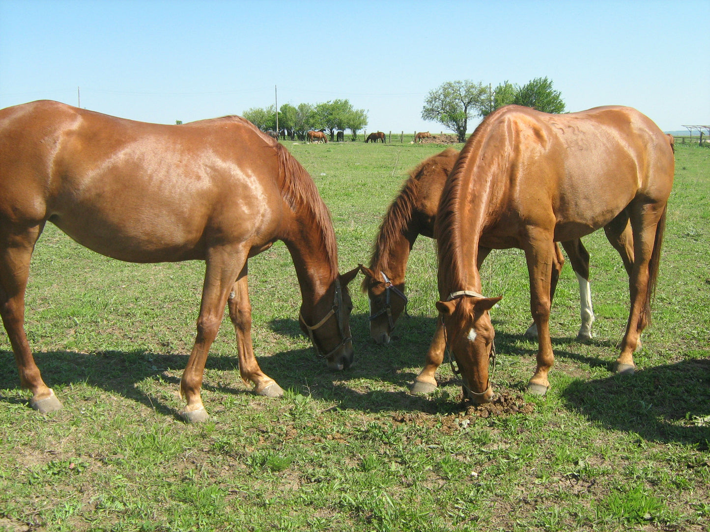 Pleven Horse Breed Glossy Poster Picture Photo Print Banner  Booma Prints