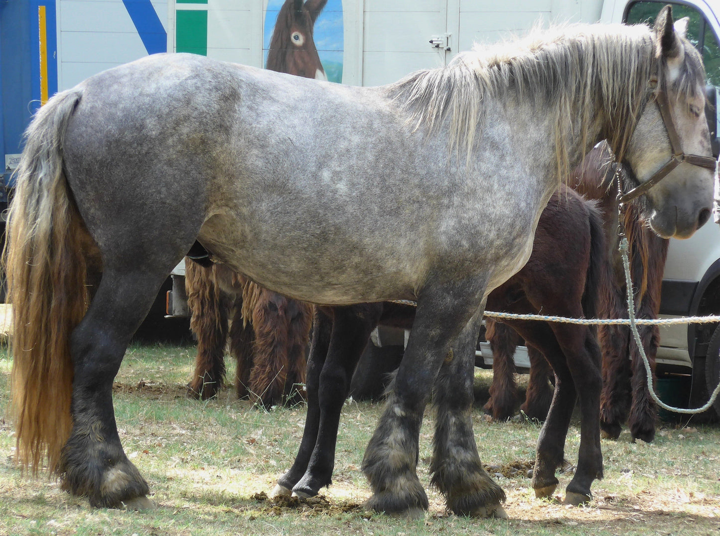 Poitevin Horse Breed Glossy Poster Picture Photo Print Banner  Booma Prints