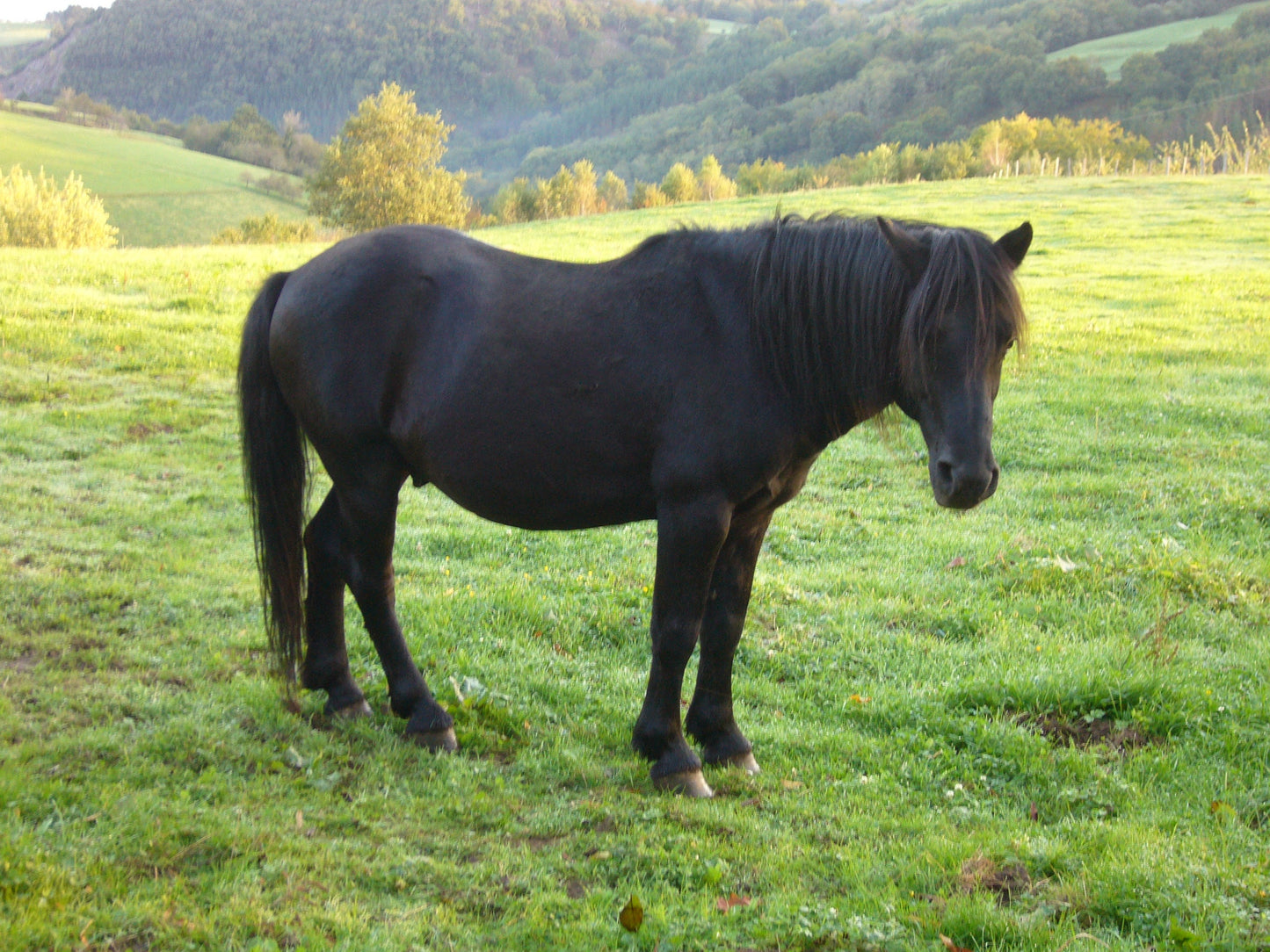 Pottok Horse Breed Basque Glossy Poster Picture Photo Print Banner  Booma Prints