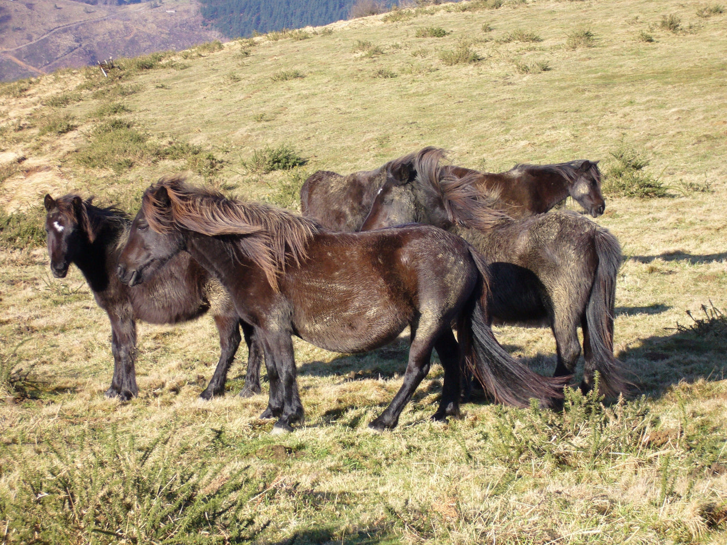 Pottok Horses Breed Basque Glossy Poster Picture Photo Print Banner  Booma Prints