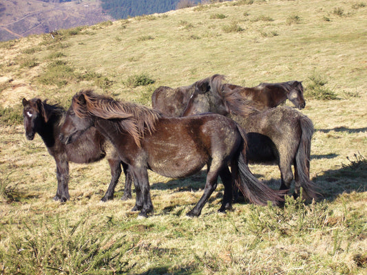 Pottok Horses Breed Basque Glossy Poster Picture Photo Print Banner  Booma Prints