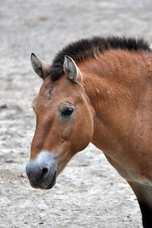 Przewalski Horse Mongolian Glossy Poster Picture Photo Print Banner  Booma Prints