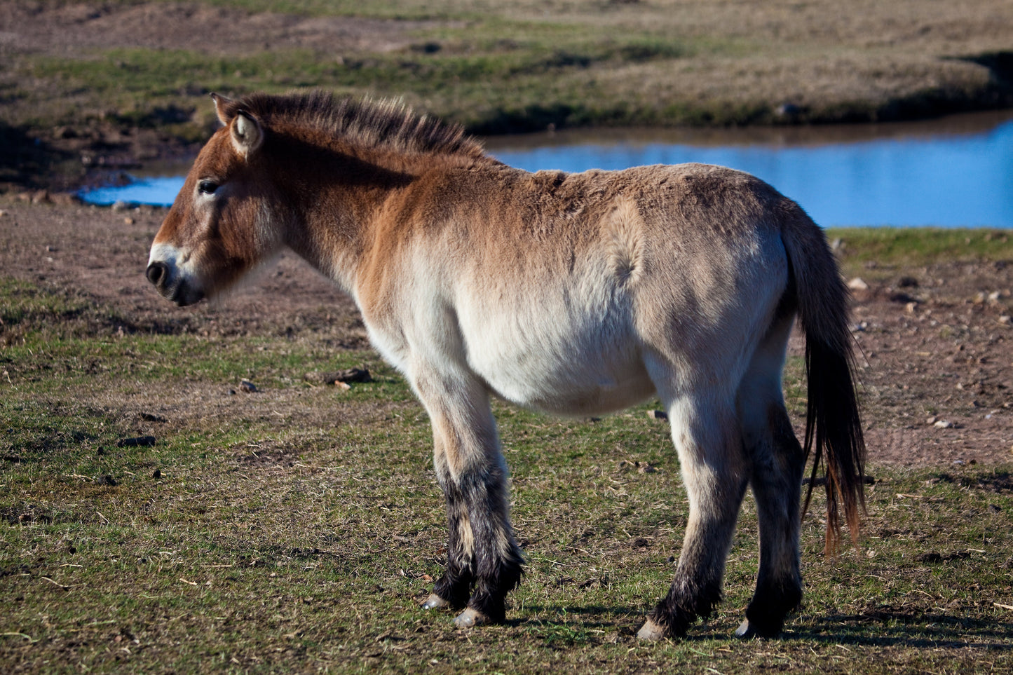 Przewalski Horse Breed Mongolian Glossy Poster Picture Photo Print Banner  Booma Prints