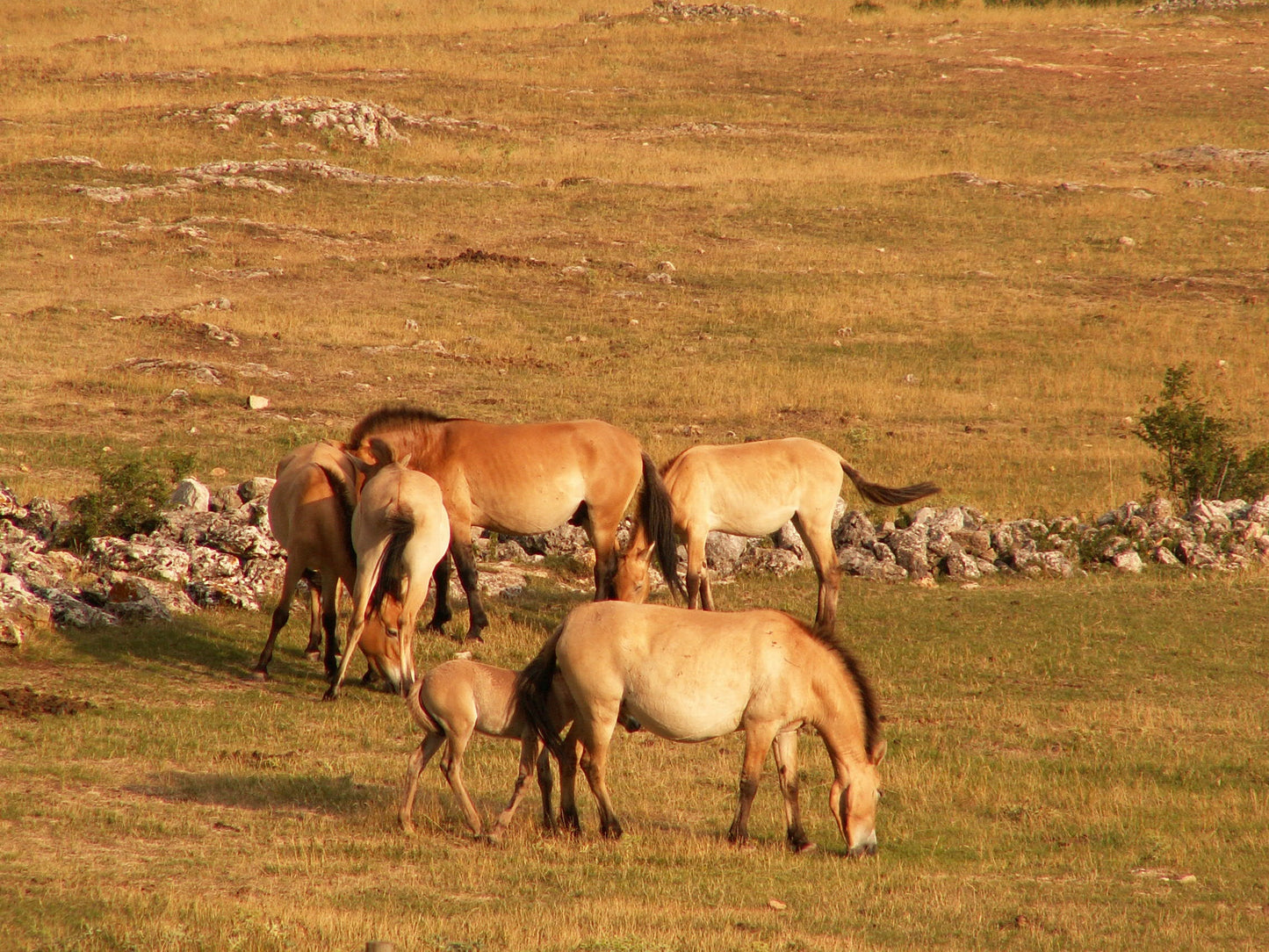 Przewalski Horses Breed Mongolian Glossy Poster Picture Photo Print Banner  Booma Prints