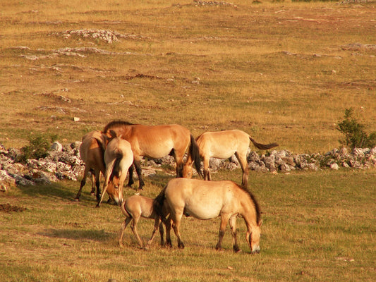 Przewalski Horses Breed Mongolian Glossy Poster Picture Photo Print Banner  Booma Prints