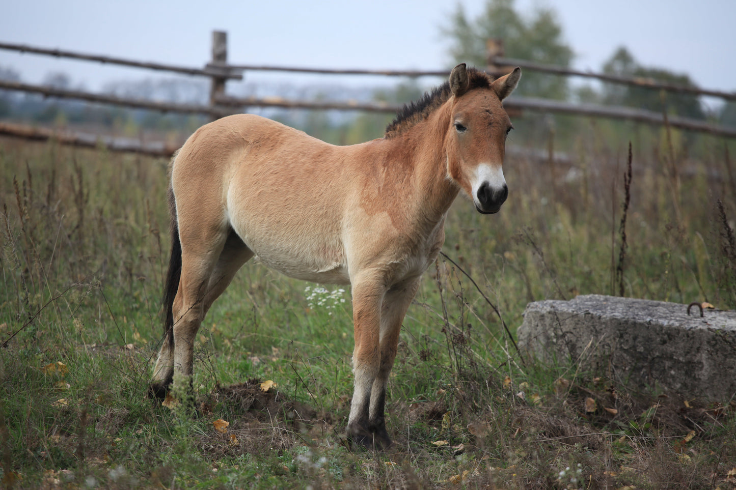 Przewalski Horse Dzungarian Glossy Poster Picture Photo Print Banner  Booma Prints