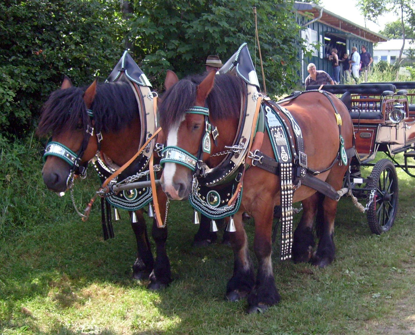 Rhenish German Coldblood Horses Glossy Poster Picture Photo Print Banner  Booma Prints