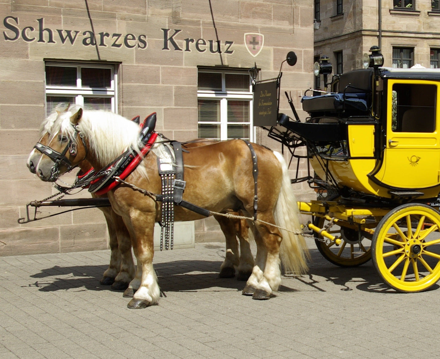 Rhenish German Coldblood Horse Breed Poster Picture Photo Print Banner  Booma Prints