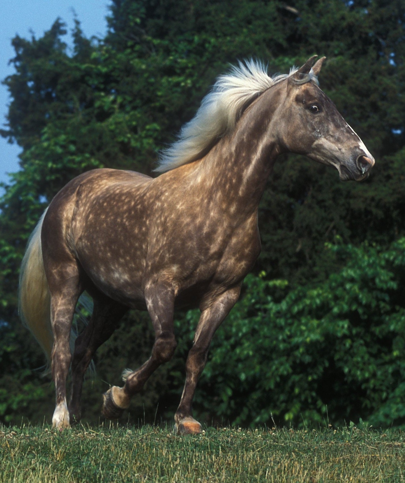Rocky Mountain Horse Breed Glossy Poster Picture Photo Print Banner  Booma Prints