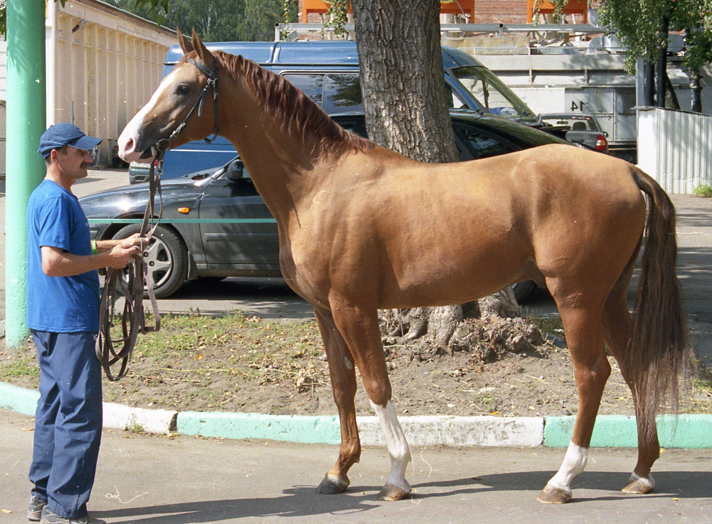 Russian Don Horse Breed Glossy Poster Picture Photo Print Banner  Booma Prints