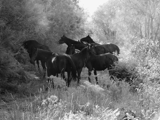 Sanfratellano Horse Breed Glossy Poster Picture Photo Print Banner  Booma Prints