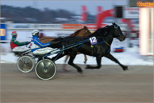 Scandinavian Coldblood Trotter Horse Poster Picture Photo Print Banner  Booma Prints