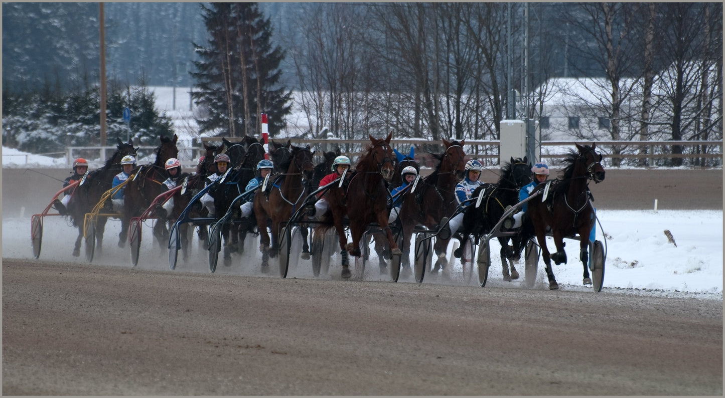 Scandinavian Coldblood Trotter Horses Poster Picture Photo Print Banner  Booma Prints
