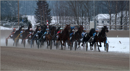 Scandinavian Coldblood Trotter Horses Poster Picture Photo Print Banner  Booma Prints