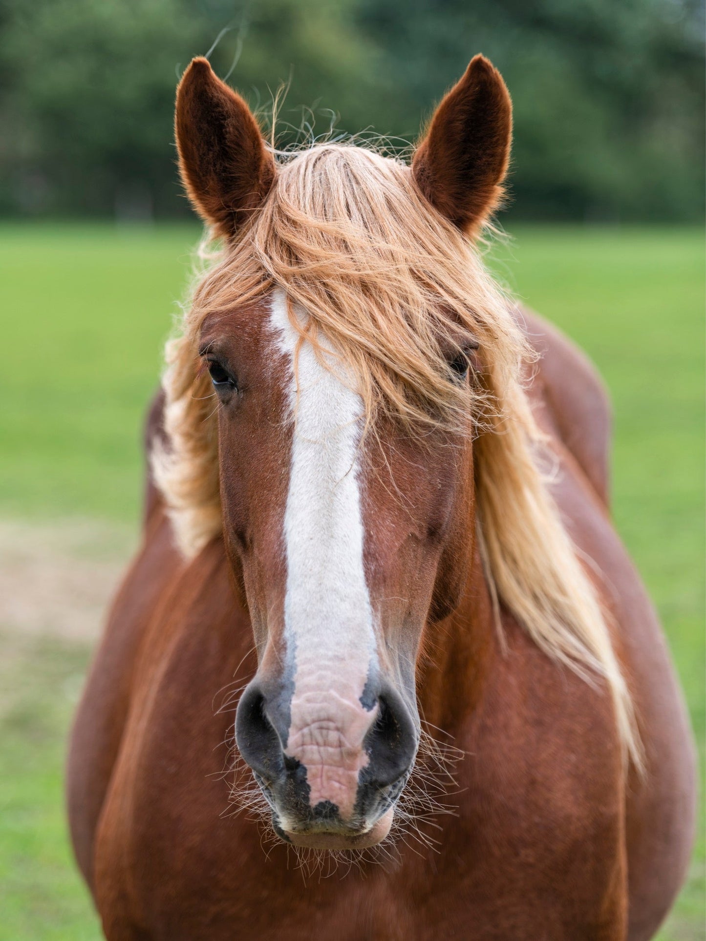 Schleswig Coldblood Horse Breed Glossy Poster Picture Photo Print Banner  Booma Prints