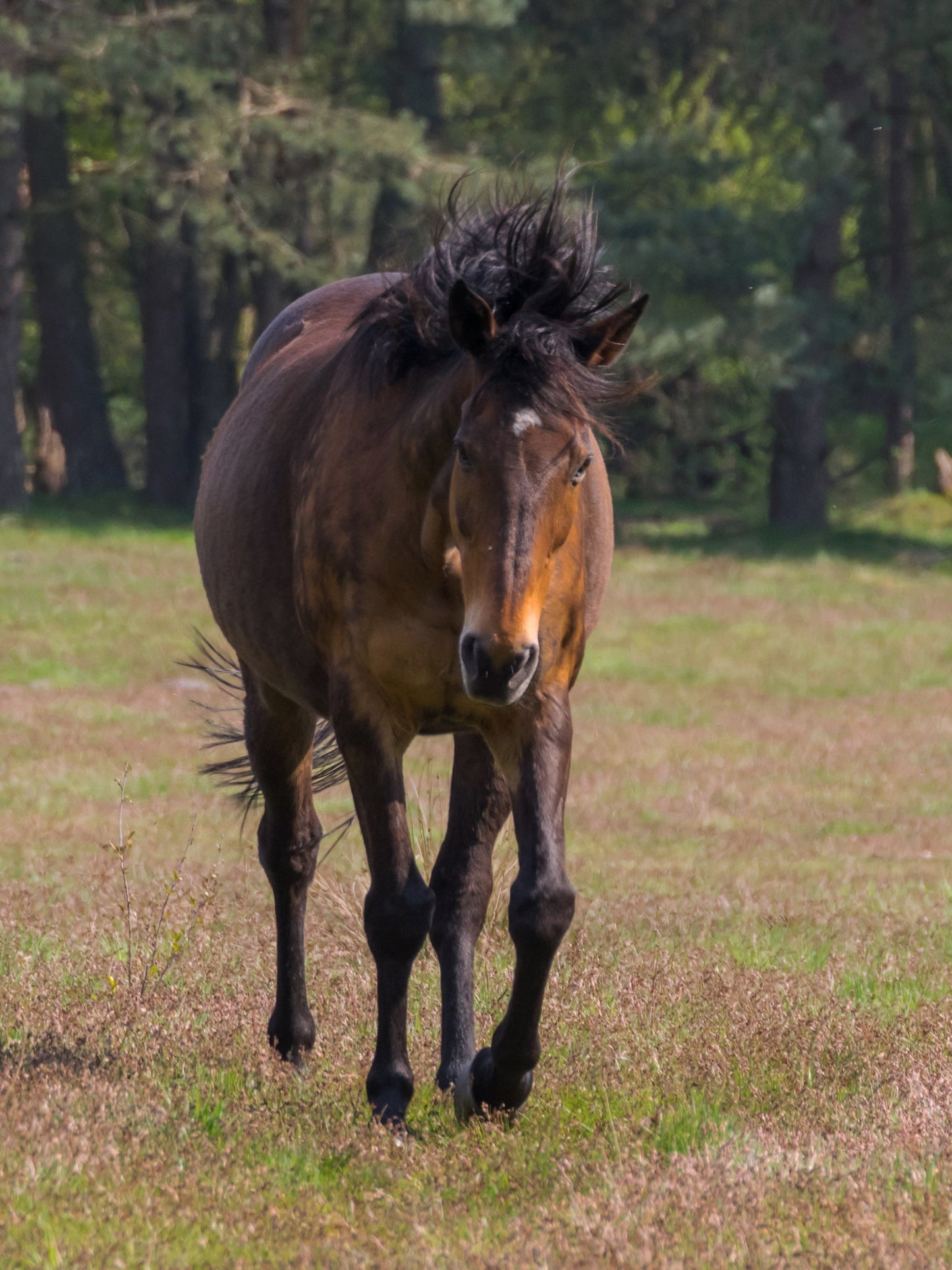 Senner Horse Breed Senne Glossy Poster Picture Photo Print Banner  Booma Prints