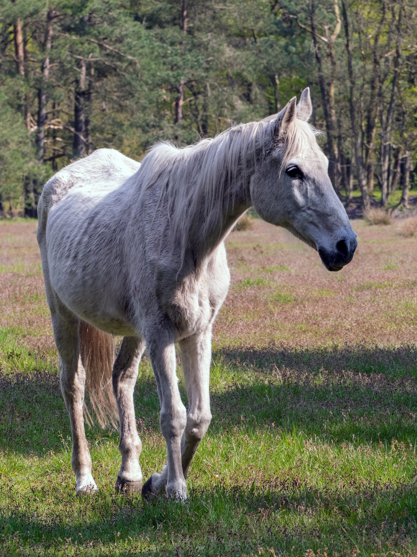 Senner Horse Breed Germany Senne Glossy Poster Picture Photo Print Banner  Booma Prints