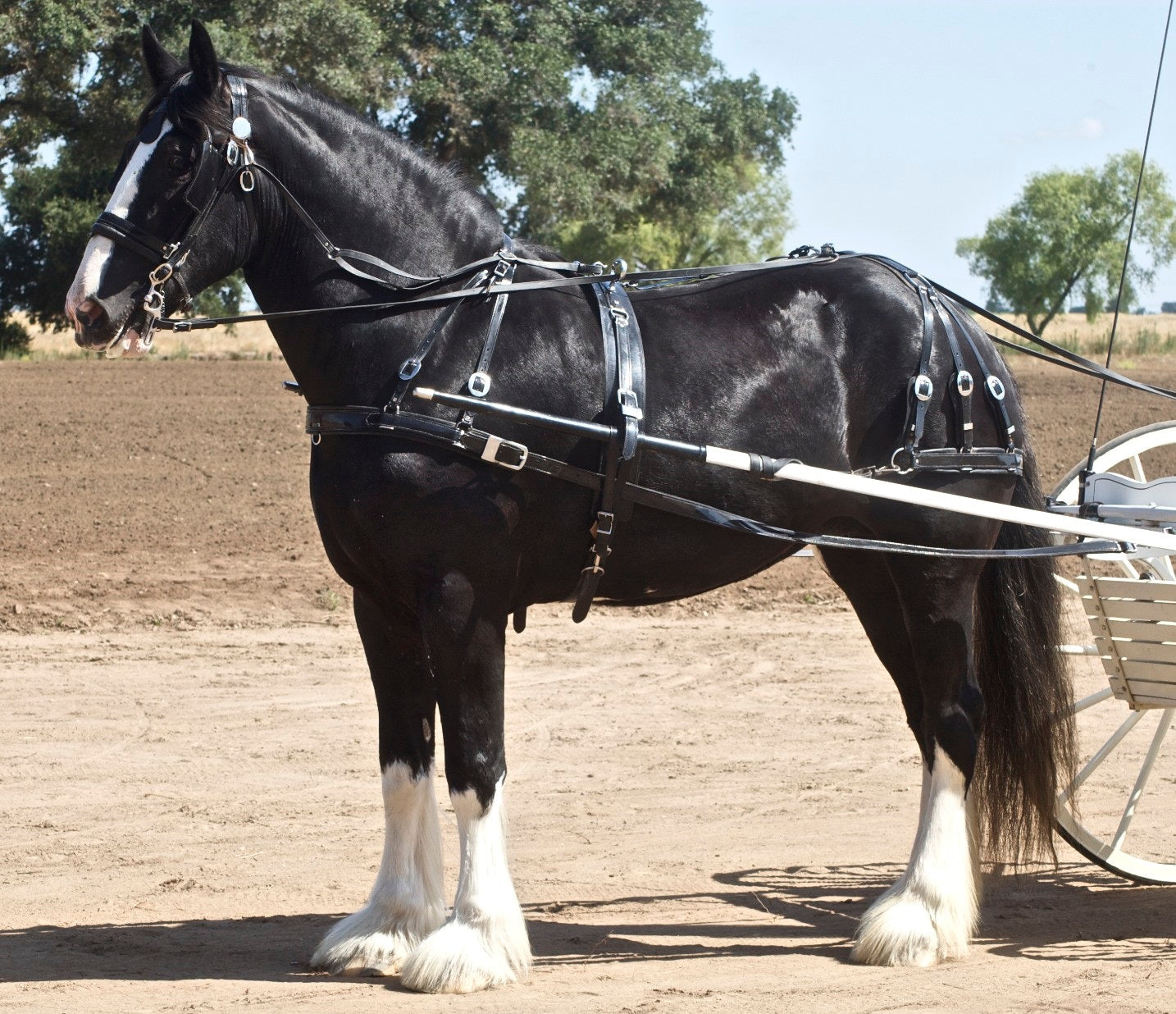 Shire Horse Breed Glossy Poster Picture Photo Print Banner  Booma Prints