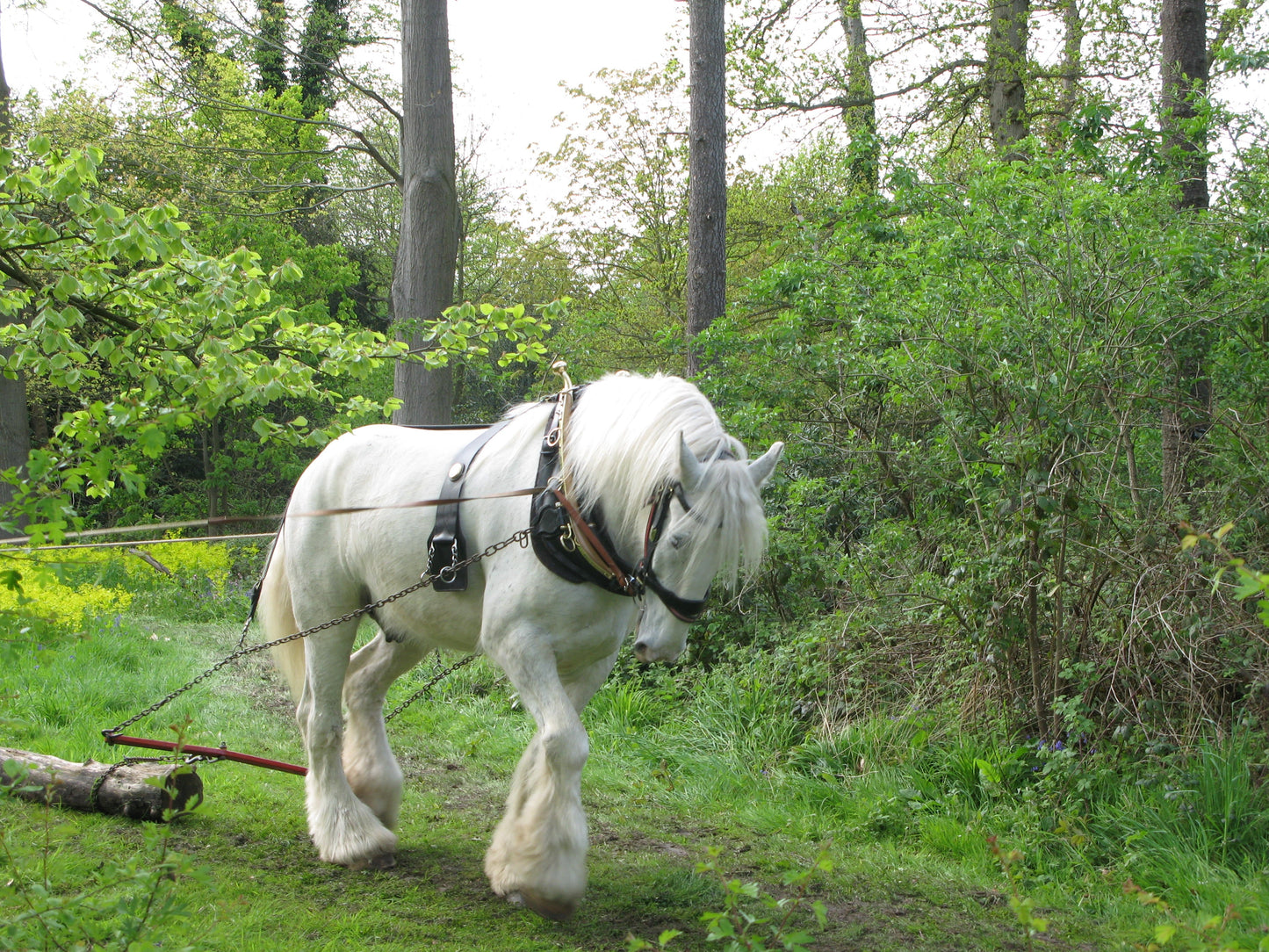 Shire Horse Breed British Glossy Poster Picture Photo Print Banner  Booma Prints