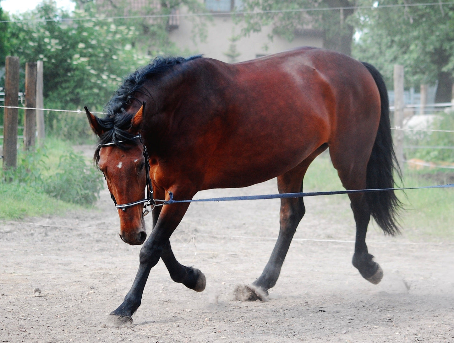 Silesian Warmblood Horse Breed Glossy Poster Picture Photo Print Banner  Booma Prints