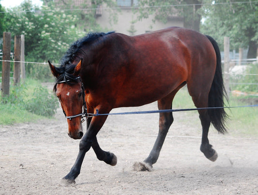 Silesian Warmblood Horse Breed Glossy Poster Picture Photo Print Banner  Booma Prints