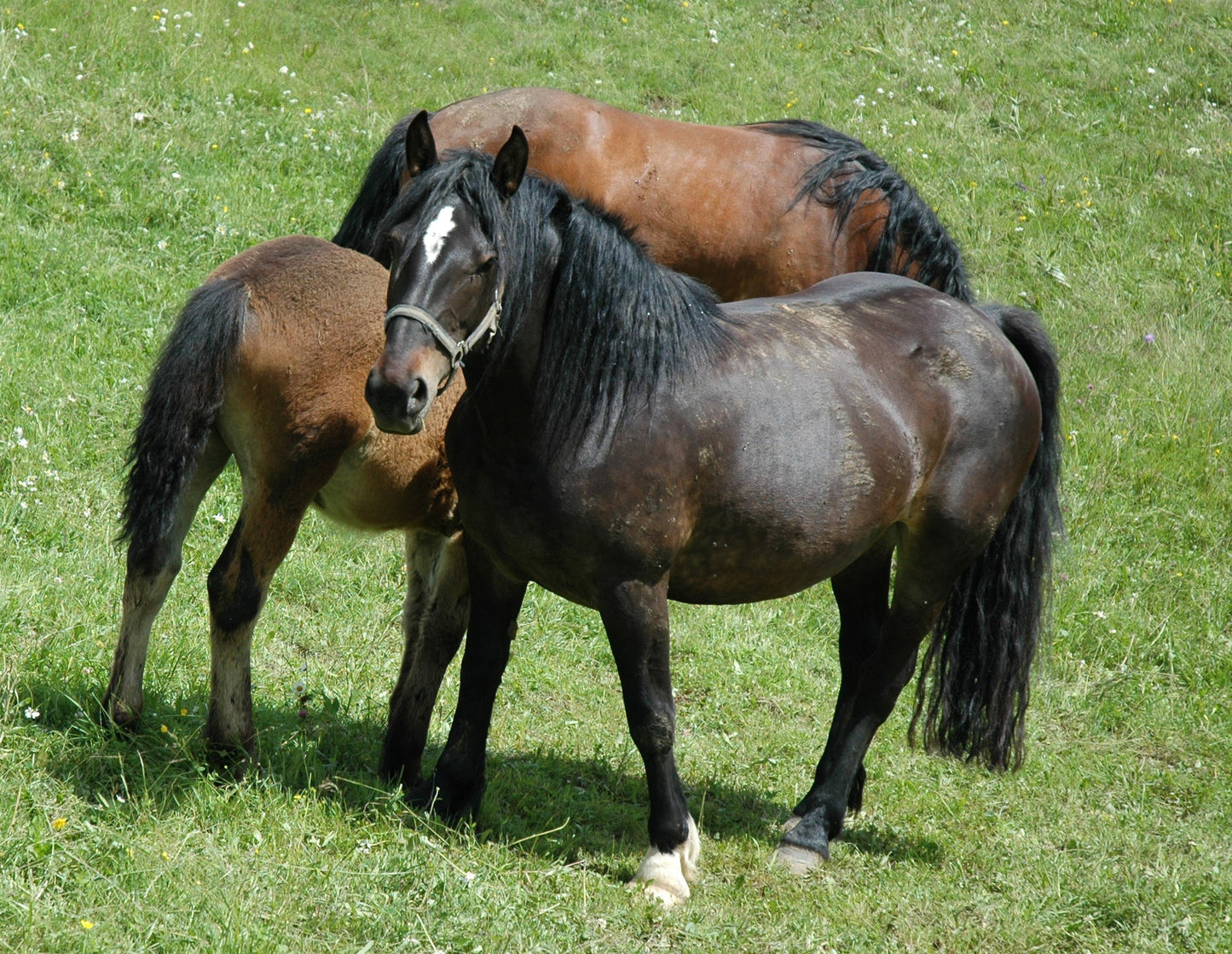 Slovenian Cold Blood Horse Glossy Poster Picture Photo Print Banner  Booma Prints