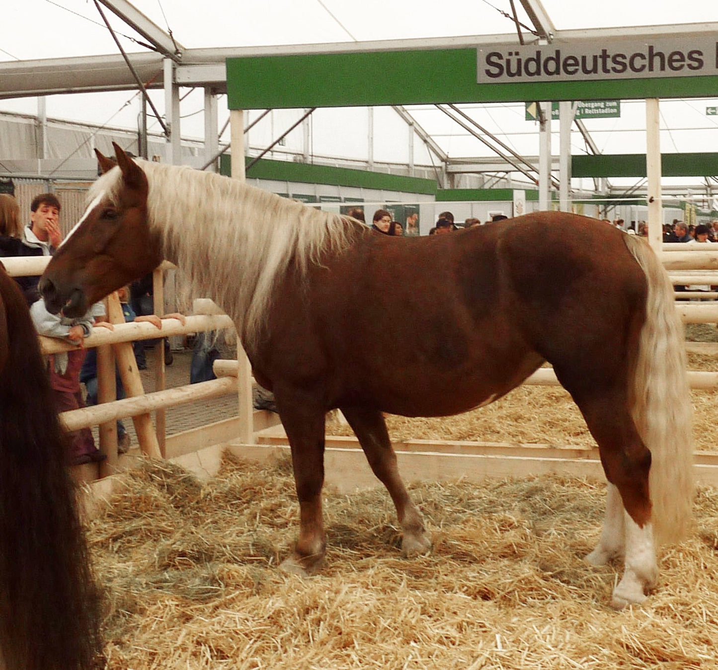 South German Coldblood Horse Glossy Poster Picture Photo Print Banner  Booma Prints