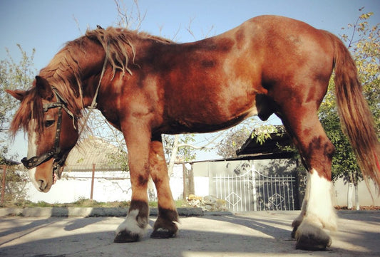 Soviet Heavy Draft Horse Glossy Poster Picture Photo Print Banner  Booma Prints