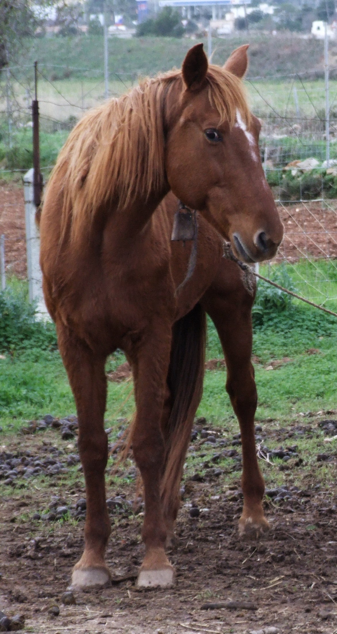 Spanish Trotter Horse Breed Glossy Poster Picture Photo Print Banner  Booma Prints