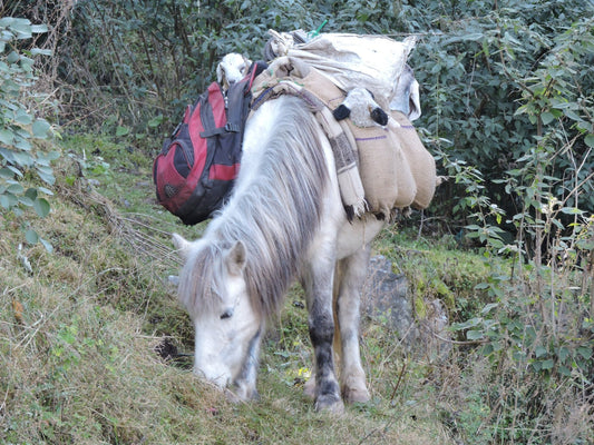 Spiti Horse Breed India Glossy Poster Picture Photo Print Banner  Booma Prints