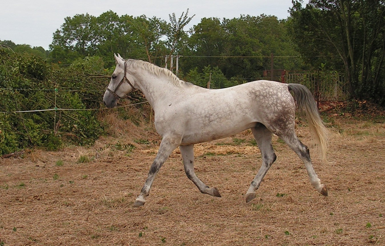 White Sport Horse Glossy Poster Picture Photo Print Banner  Booma Prints