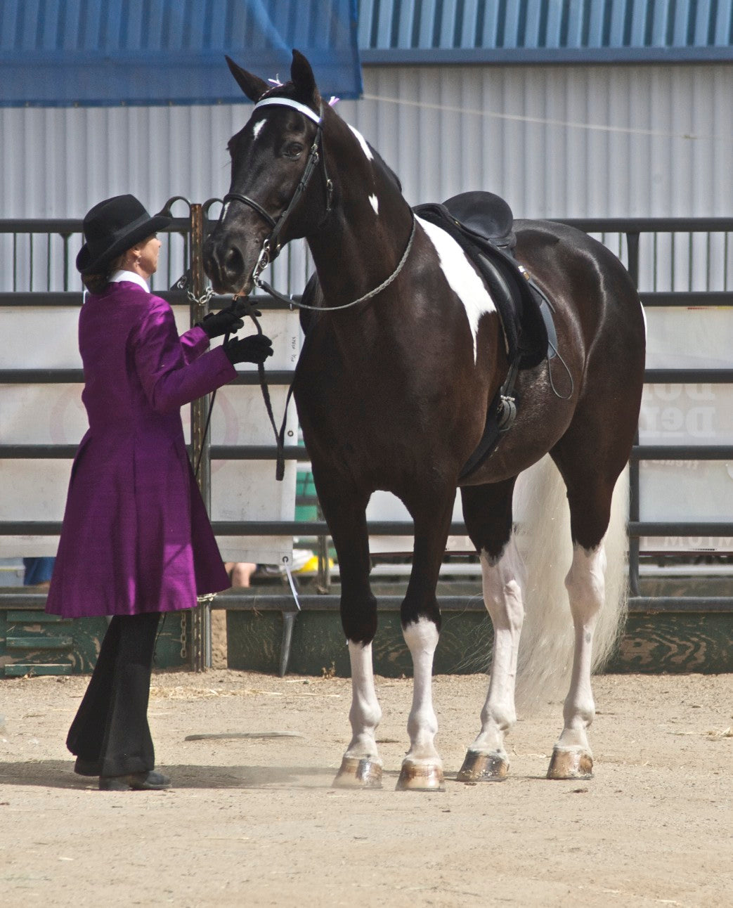 Spotted Saddle Horse Glossy Poster Picture Photo Print Banner  Booma Prints