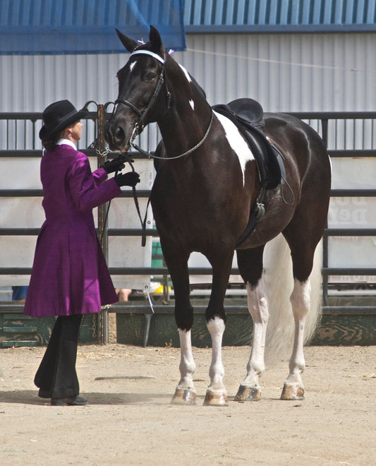 Spotted Saddle Horse Glossy Poster Picture Photo Print Banner  Booma Prints