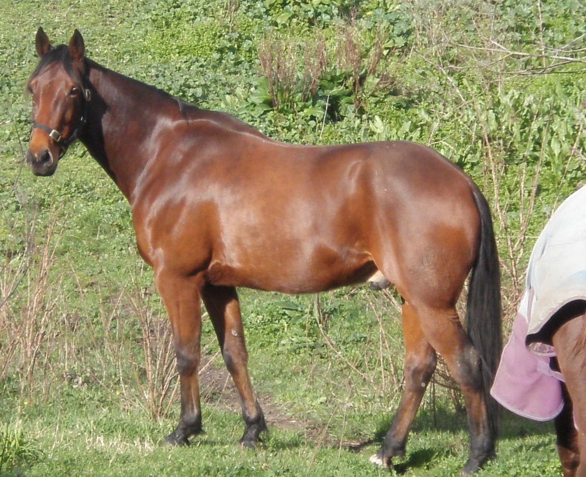 Standardbred Standard Bred Brown Horse Poster Picture Photo Print Banner  Booma Prints
