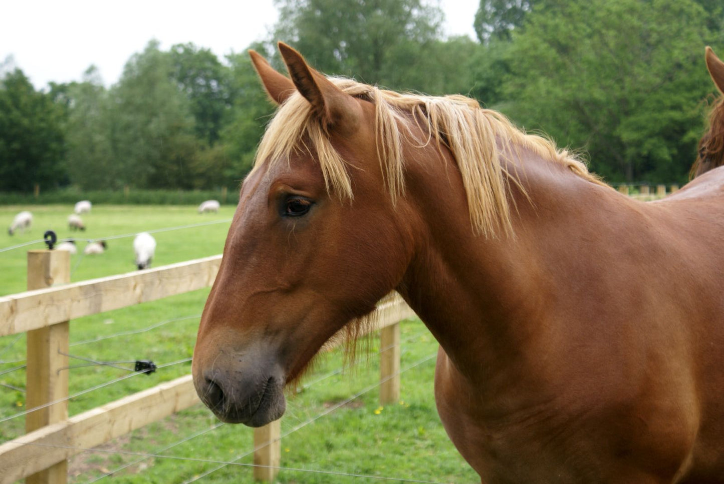 Suffolk Punch Horse Breed Glossy Poster Picture Photo Print Banner  Booma Prints