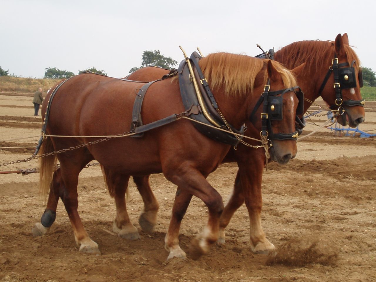 Suffolk Punch Horses Glossy Poster Picture Photo Print Banner  Booma Prints
