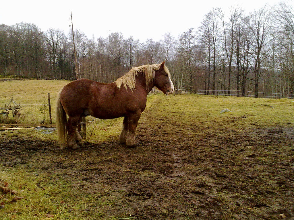 Swedish Ardennes Horse Breed Glossy Poster Picture Photo Print Banner  Booma Prints