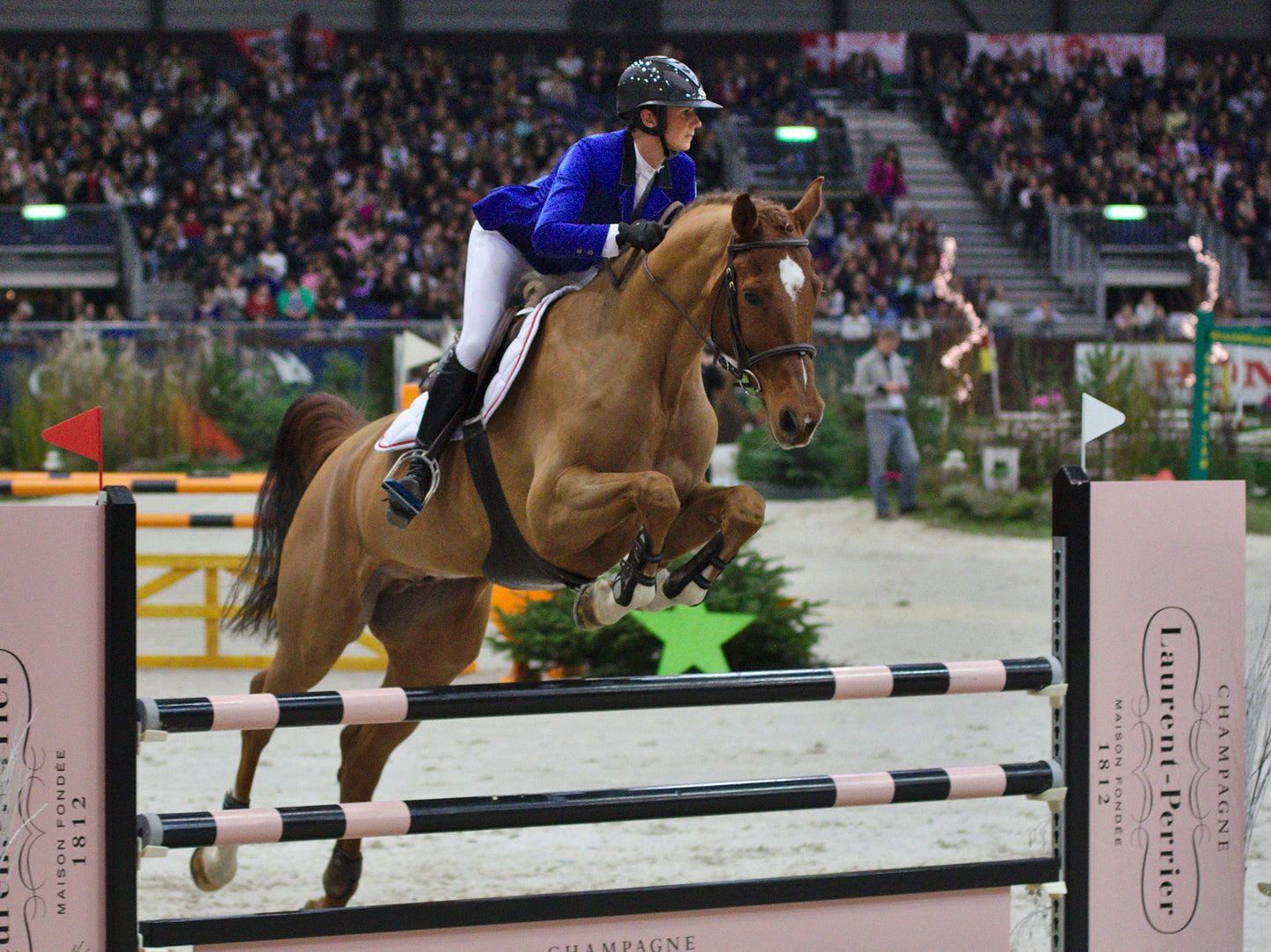 Swiss Warmblood Horse Glossy Poster Picture Photo Print Banner  Booma Prints