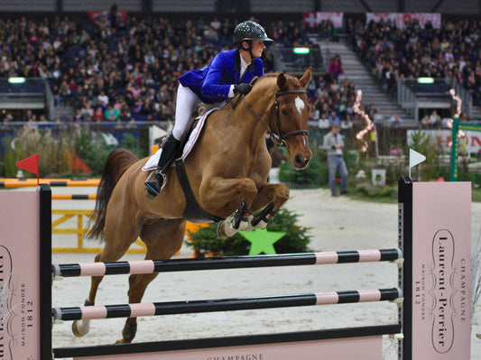 Swiss Warmblood Horse Glossy Poster Picture Photo Print Banner  Booma Prints