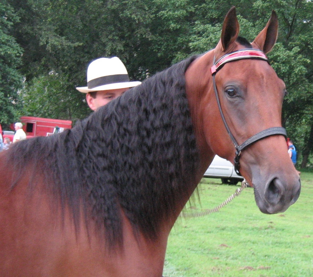 Tennessee Walking Horse Glossy Poster Picture Photo Print Banner  Booma Prints