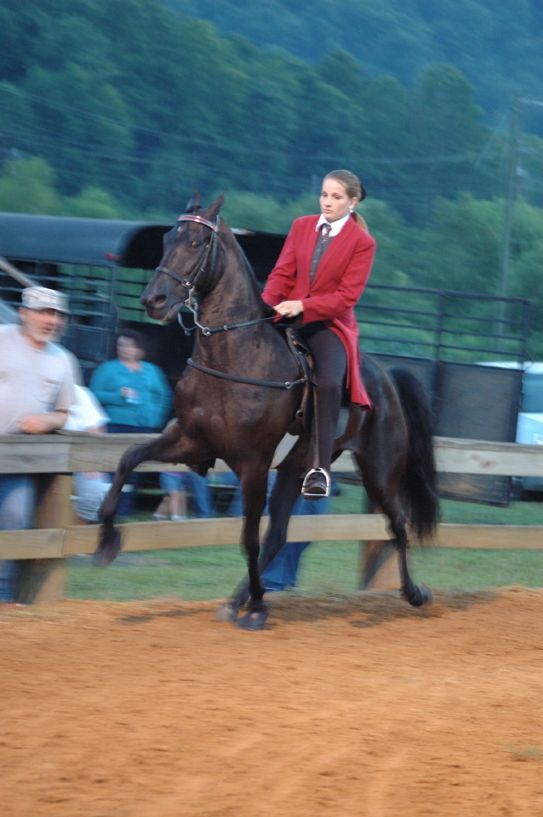 Tennessee Walking Horse & Rider Glossy Poster Picture Photo Print Banner  Booma Prints