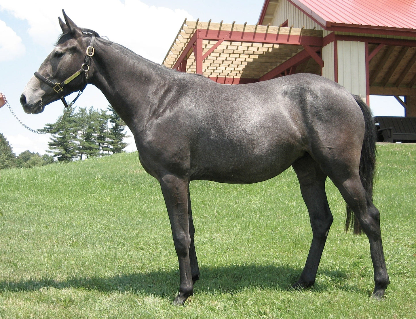 Thoroughbred Gray Horse Glossy Poster Picture Photo Print Banner  Booma Prints