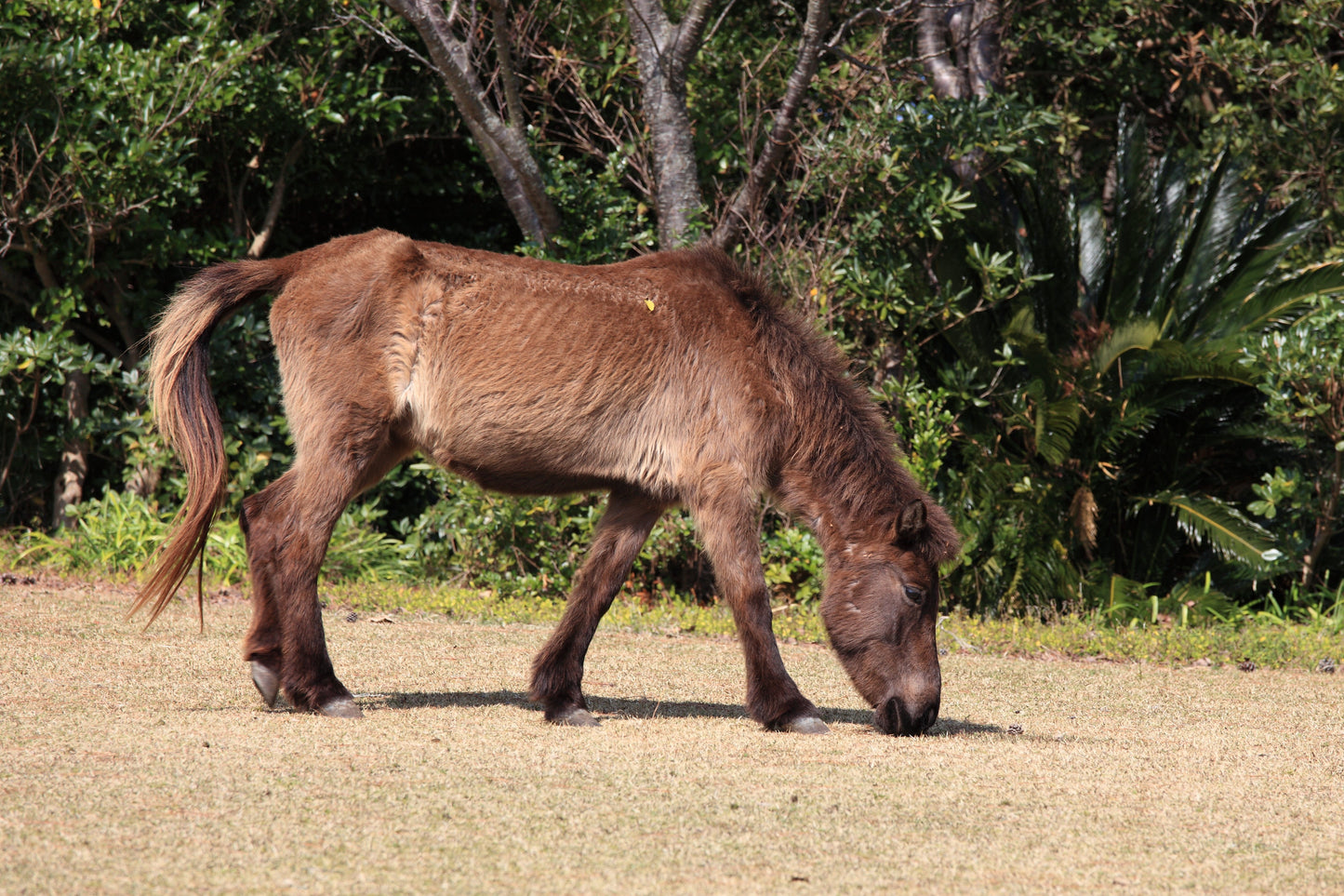Tokara Horse Breed Japan Glossy Poster Picture Photo Print Banner  Booma Prints