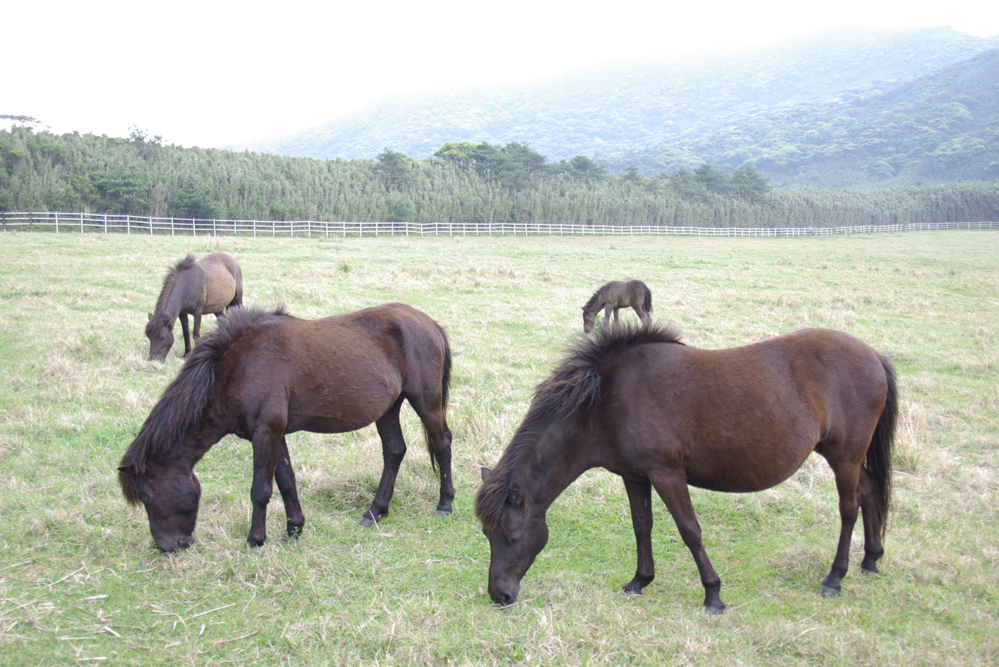Tokara Horses Japanese Glossy Poster Picture Photo Print Banner  Booma Prints
