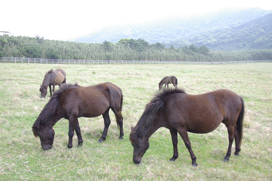 Tokara Horses Japanese Glossy Poster Picture Photo Print Banner  Booma Prints